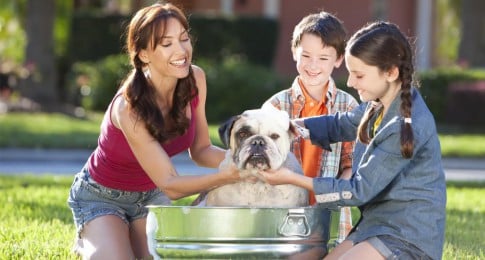 animaux domestiques et regles d'hygienes