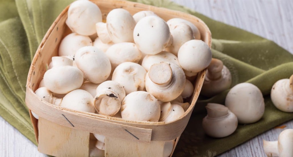 Champignon De Paris Mgc Prevention Sante