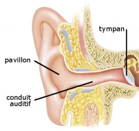 Schéma de l'oreille