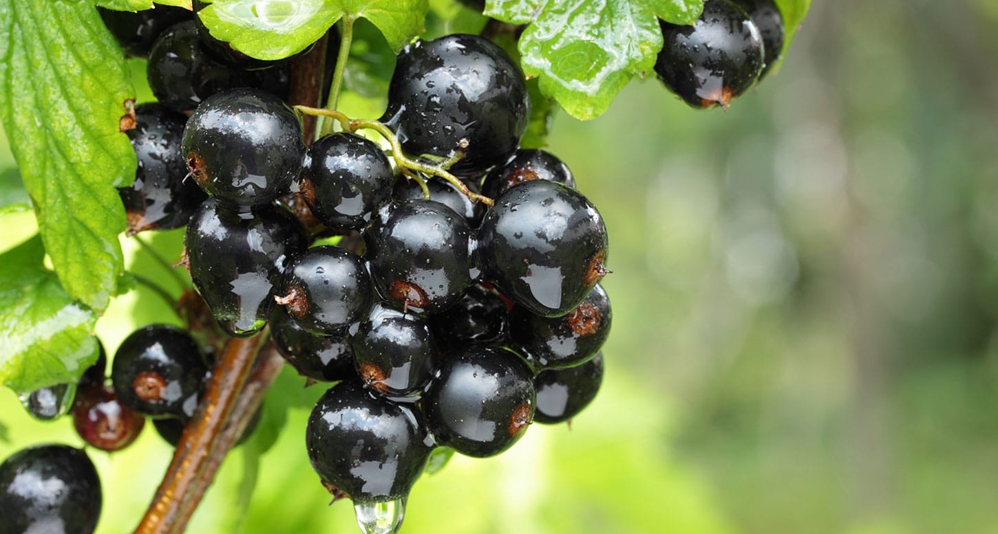 Cassis : tout savoir sur le cassis et ses atouts santé